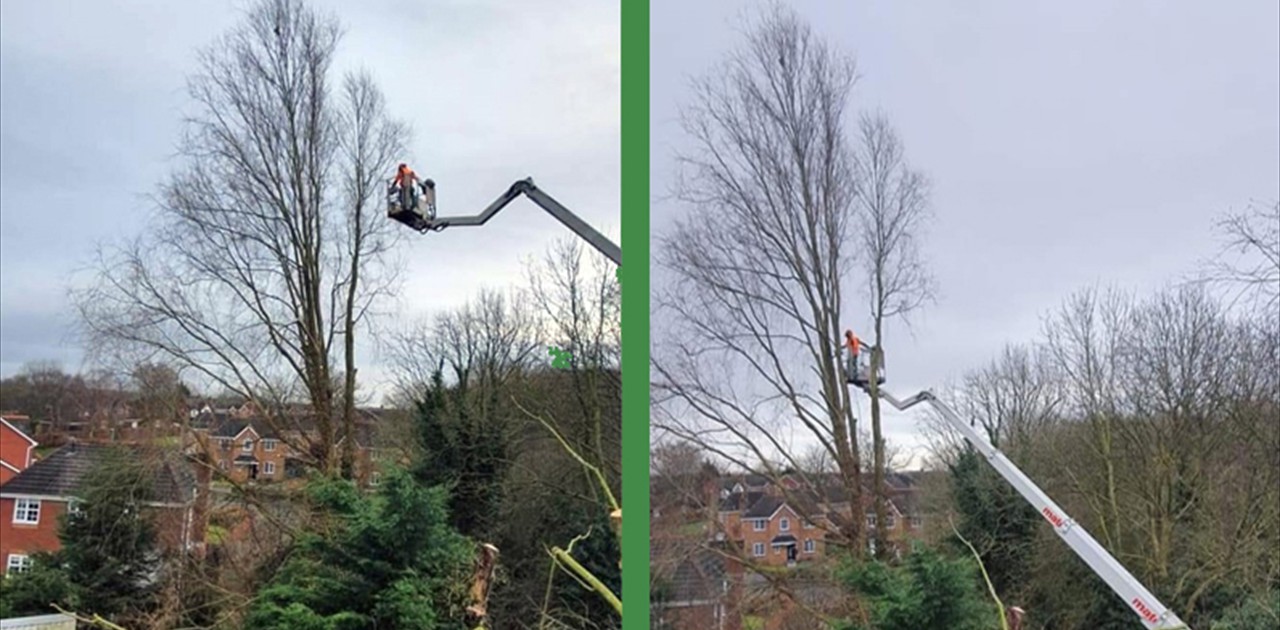 Tree Crown Thinning